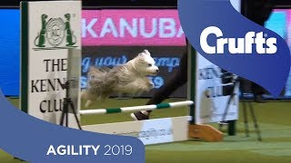 Agility Championship Round 2 – Agility  Small  Crufts 2019 [upl. by Sucul]