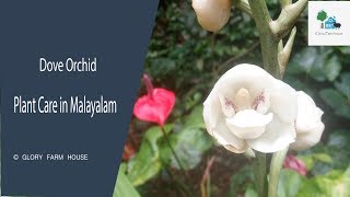 Dove Orchid Care in Malayalam  Peristeria Orchid  Holy Spirit Orchid  Glory Farm House [upl. by Anairol]