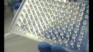 MBEC Assay Video [upl. by Dray]