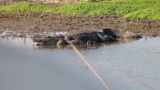 One of the alligators at Teal pond at Brazoria Wildlife Refuge pt 3 [upl. by Yacov]