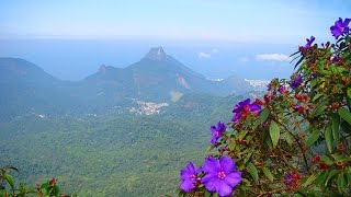 FLORESTA DA TIJUCA  O FILME Tijuca Forest  The Movie [upl. by Florine]