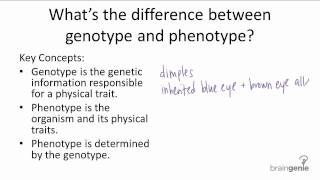 913 Genotype v Phenotype [upl. by Mulderig918]