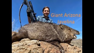 Arizona Rifle Javelina Hunt Dylan 2023 [upl. by Hplar]