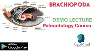 Brachiopoda  Demo Lecture  Paleontology  Geology  GATE  IIT JAM  UPSC  NET [upl. by Ellegna]