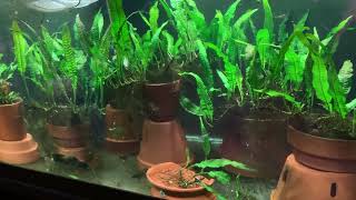 Java Fern Care part 2 [upl. by Akimal]