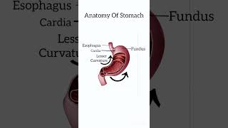 Anatomy Of Stomach stomach anatomyofstomach anatomylesson [upl. by Nolahc18]