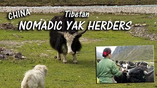 Life Among the Tibetan Nomadic Yak Herders [upl. by Emelun]