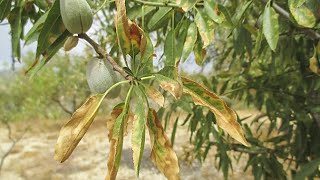 Avances en la detección de Xylella fastidiosa parte 3 de 4 [upl. by Sirdna757]