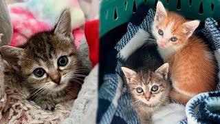 Kittens turned out to be unnecessary due to health problems but not for everyone [upl. by Inot]