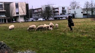 Raising Sheeps  Université Paris 13 Villetaneuse  part 12 [upl. by Ahseila]