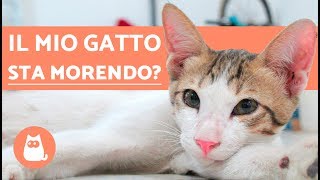 Come capire che un gatto sta per morire – 5 sintomi evidenti [upl. by Mccandless]