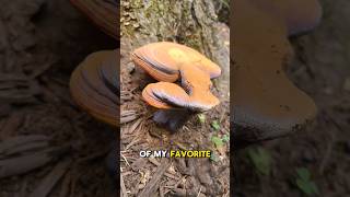 Finally found this RARE species fungi gardening foraging fascinatedbyfungi plantlife [upl. by Holladay]