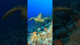 Amazing Facts About the Hawksbill Turtle hawksbillturtle turtles sealife [upl. by Palladin]