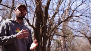 Osage orange identification harvesting and cutting for bow staves [upl. by Monetta]