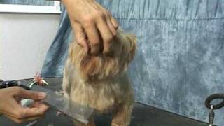 Yorkie grooming Learn how to groom a yorkie yorkshire terrier at wwwhowtogroomnet [upl. by Keffer]