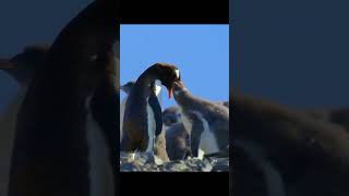 Surviving the Harshest Winter A Penguins Life in the Wild [upl. by Palladin]