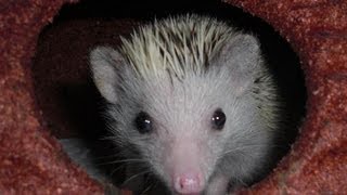 How to Breed Hedgehogs [upl. by Anica]