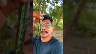 ആദ്യം കിട്ടിയത് പോയി ഇത് എങ്കിലും 😜😜🥵 islandbroz plants mangrove wildlife tree [upl. by Madaras]