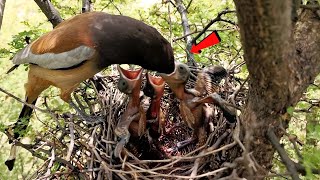 Rufous treepie bird put its beak in its babys mouth AnimalsandBirds107 [upl. by Enomed]