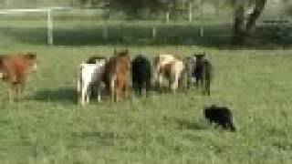 Bocephus Bo Boss X Della working calves part 1 [upl. by Valenba]