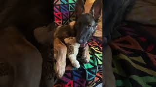 Puppy eyesgsd gsdpuppy belgiummalinois malinois malinoispuppy dog love doglover short [upl. by Sharp]