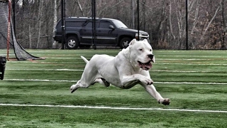 Dogo arjantin cinsi köpek nasıl eğitilir [upl. by Sloane]