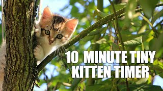 10 Minute Timer  Ten Minute Tiny Kitten Timer  Kitten Meowing Alarm Sound [upl. by Anilatak]