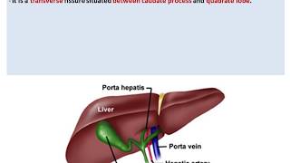 Anatomy of the Liver  Dr Ahmed Farid [upl. by Akim574]