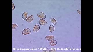 Microalgae for marine hatcheriesDr G Hotos labGreece [upl. by Huang]