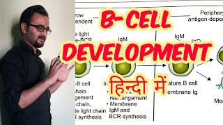 B Cell development maturation in hindi [upl. by Koy497]