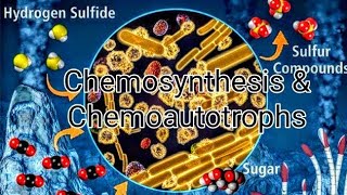 chemosynthesis  life processes class 10 part 5 chemosynthesis definition and meaning [upl. by Assirrak]