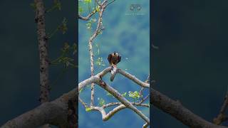 Falcon🦅 hunting🏹 a pigeon Check description 👇🏼 wildlifephotography falcon hunting nature bgm [upl. by Lundin]