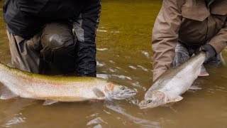 100 Steelhead Hooked in ONE DAY  Addicted Life Ep 29 [upl. by Smada]