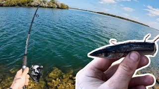 Using BIG BAITS in the Port River [upl. by Nevaeh]