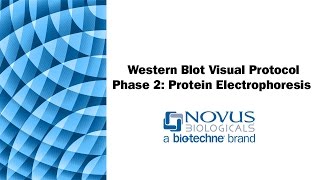 Western Blot Visual Protocol Phase 2 Protein Electrophoresis SDSPAGE [upl. by Kulseth224]