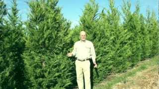 Leyland Cypress Evergreen Trees [upl. by Readus162]