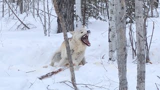 Trapping Wolves 2022 HUGE WHITE WOLF [upl. by Downe]