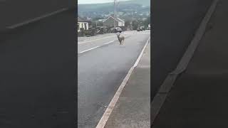 Deer spotted running down Cwmbran road [upl. by Mallis]