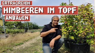 Himbeeren selber im TopfKübel anbauen  für Garten Balkon und Terrasse [upl. by Normac]