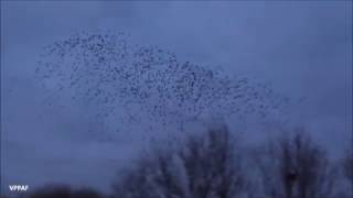 swarm of crows flying [upl. by Brady982]