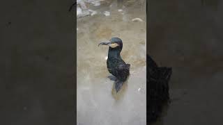 Cormorant eats 30cm carp birds cormorant wildlife [upl. by Anaehs88]