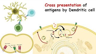 Types of Antigen Cross presentation [upl. by Nedgo30]