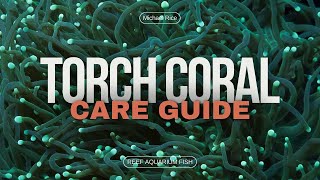 Torch Coral Care Essential Tips for Thriving Reef Aquariums [upl. by Irod]