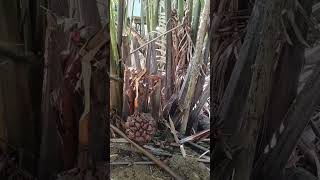 Harvesting Nipa palm fruit [upl. by Annirtak772]