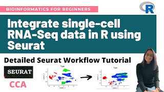 Integrate singlecell RNASeq datasets in R using Seurat CCA  Detailed Seurat Workflow Tutorial [upl. by Ripleigh]