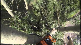 TH Tree Services Pollarding Large Poplar Trees In Essex [upl. by Lesley322]