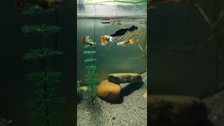 Guppy aquraium guppyfish fish tank shorts reels [upl. by Alysoun]