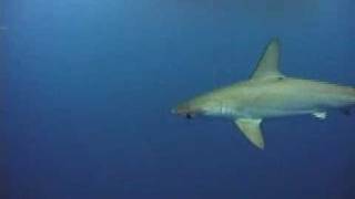 Dolphins and Hammerhead Shark in Tenerife [upl. by Cummins612]