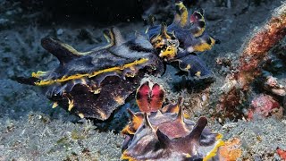 Couple of Flamboyant cuttlefish in Dauin  Philippines April 2024 4K60fps [upl. by Tennos891]