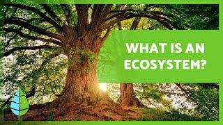 WHAT ARE TERRESTRIAL ECOSYSTEMS 🏔️🏜️ Characteristics and Types [upl. by Melita596]